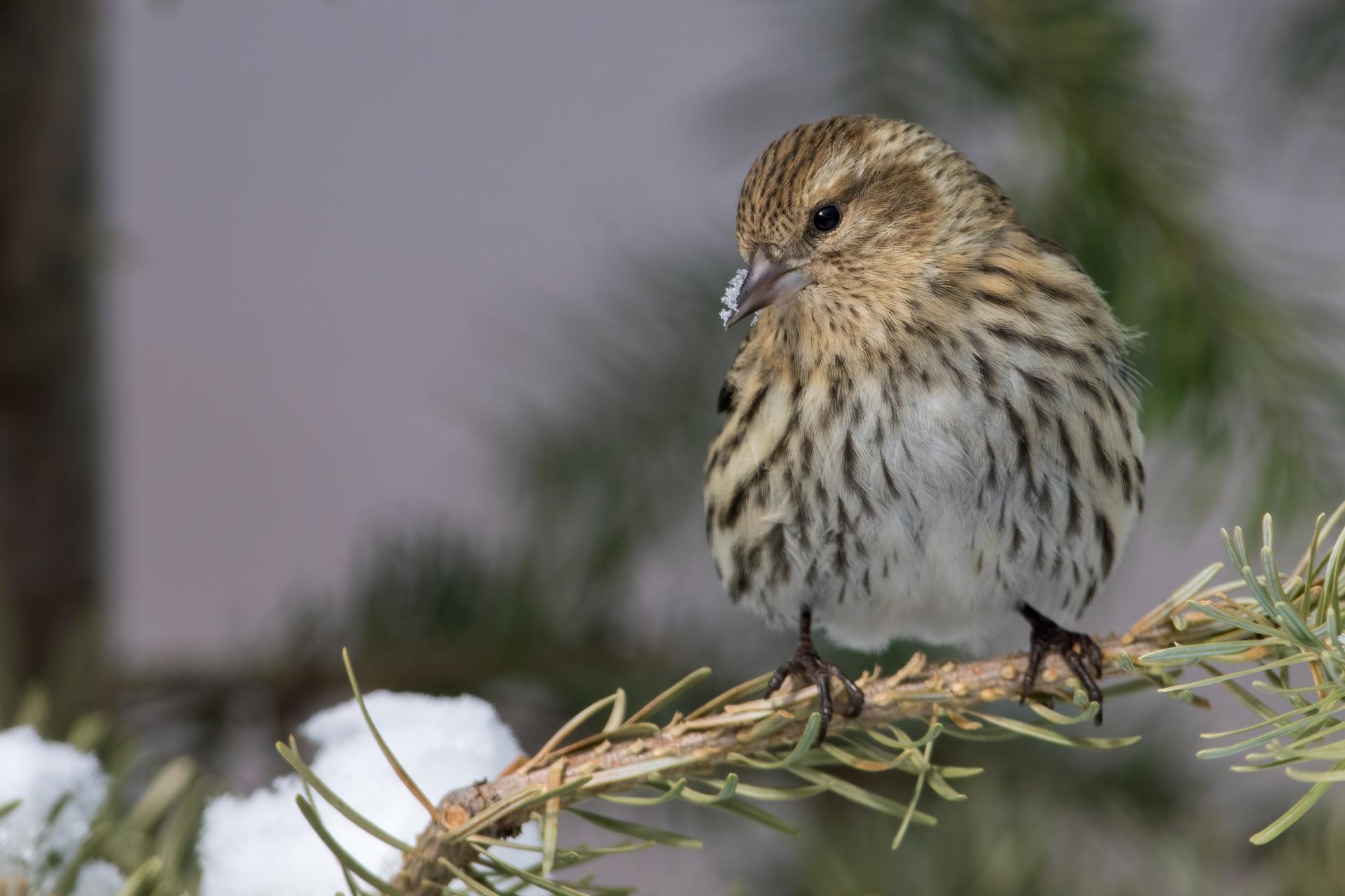 tarin-des-pins-pine siskin